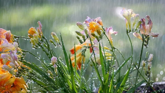 plants at home