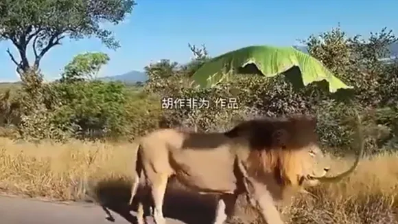 viral video