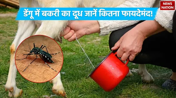 Goat Milk Benefit In Dengue