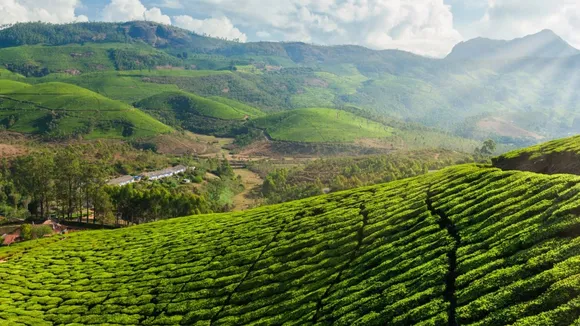 Tea Plantation