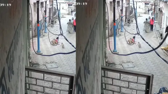 Monkey attack mathura viral video