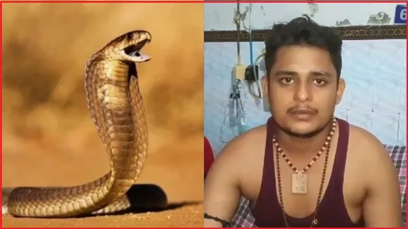 UP Snake Bite