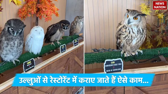 Owl Cafe