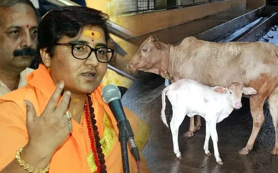 मालेगांव ब्लास्ट की आरोपी साध्वी प्रज्ञा ने किया दावा, कहा- गौमूत्र से ठीक हुआ मेरा कैंसर
