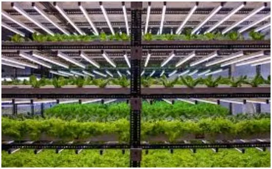 Success Story: लोगों को ऑर्गेनिक सब्जियां खिलाकर लाखों कमा रही है ये जोड़ी