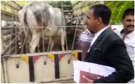 जोधपुर की कोर्ट में अनोखी सुनवाई, गाय की हुई पेशी, जानिए क्या है पूरा माजरा