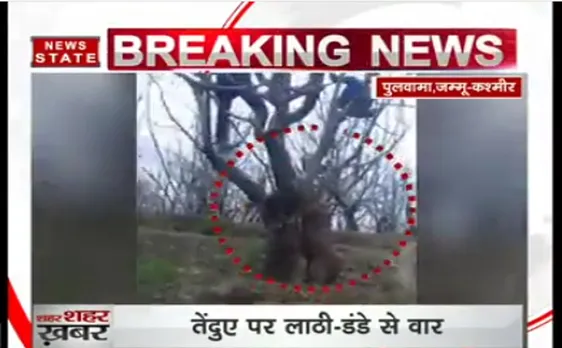 जम्मू-कश्मीर के वन्यजीव विभाग के अधिकारियों ने पकड़ा एक तेंदुआ