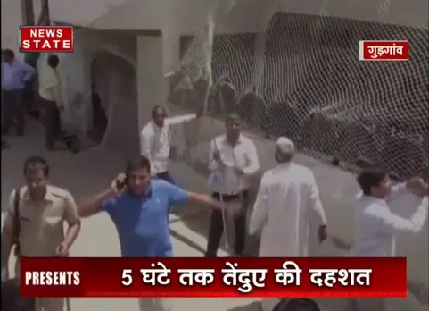 गुरुग्राम के रिहायशी इलाक़े में तेंदुए की घुसपैठ