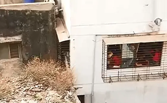मुंबई के मुलुंड में घुसा तेंदुआ, शिर्डी में दिखा बाघ