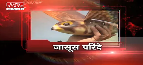 बॉर्डर पर ड्रैगन का बर्ड प्लान, परिंदों से जासूसी कराने की साजिश