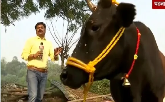 बिहार में दिवाली के बाद गाय की खास पूजा