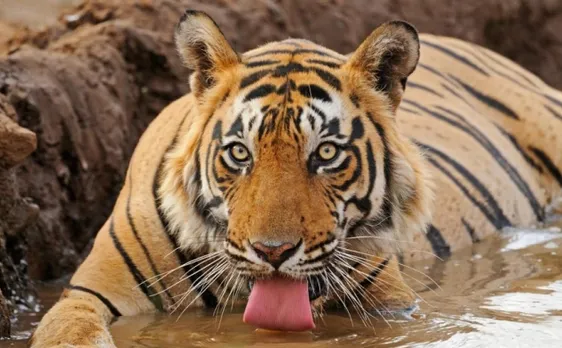 दहशत के वो 20 मिनट, पेड़ पर वनकर्मी, नीचे टाइगर और मौत सामने से गुजर गई