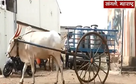 सोन्या बैल करता है दूध की सटीक डिलेवरी, देखिए VIDEO 