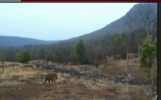 Madhya Pradesh : हाईव पर बाघ को देखने के लिए सैलानियों की लगी भीड़ 