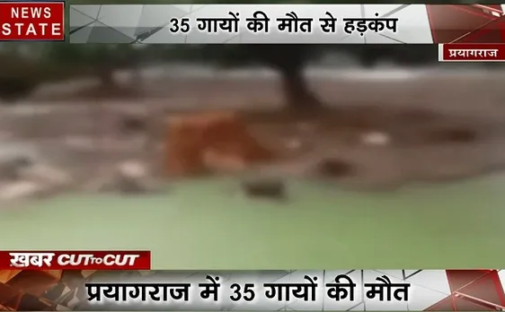 Khabar Cut2Cut: प्रयागराज में 35 गायों की मौत, प्रशासन कर रही है लीपापोती, देखिए देश-दुनिया की बड़ी खबरें 