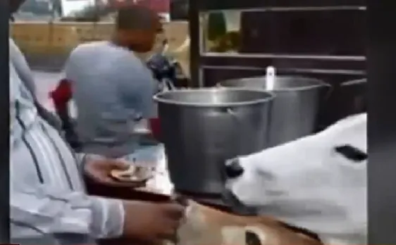 लाई डिटेक्टर टेस्ट : गोलगप्पे की शौकीन गाय के वीडियो का क्या है सच ?