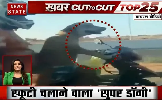 Khabar Cut To Cut: रगबी खेलने वाली व्हेल, स्कूटी चलाने वाला सुपर डॉगी, देखें देश दुनिया की खबरें 