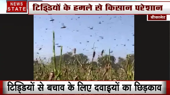 पाकिस्तान से सीमा पार आई आफत, टिड्डियों के हमले से फसल तबाह, किसानों को मुआवजा देगा प्रशासन