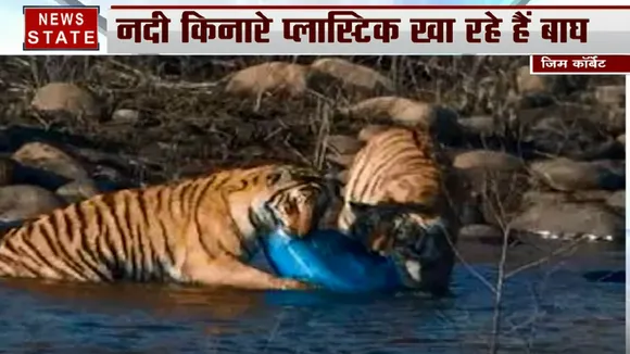 जिम कॉर्बेट पार्क में प्लास्टिक खाते बाघों की फोटो वायरल, अफसरों के बीच मची अफरा तफरी