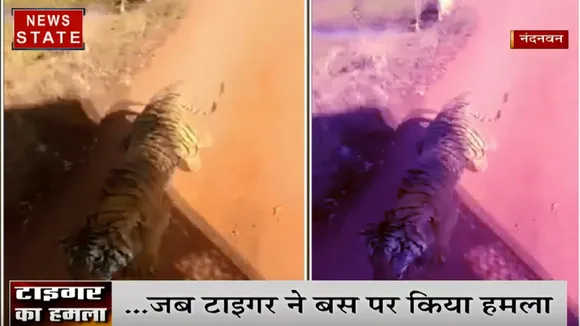 Chhattisgarh: जब टाइगर ने पर्यटकों की बस पर किया हमला, वायरल हुआ वीडियो