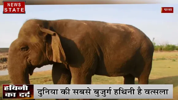 MP: पन्ना टाइगर रिजर्व में दुनिया की सबसे बुजुर्ग हथिनी को हुआ मोतियाबिंद, इलाज संभव नहीं