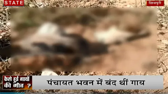 शिवपुरी में 20 गायों की मौत, गांव वालों ने कहा भूख-प्यास से तोड़ा दम, प्रशासन में हड़कंप
