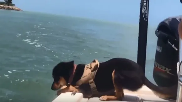 IReporter: देखिए कैसे एक Dog के साथ मस्ती कर रही है Dolphin