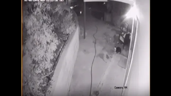IReporter : CCTV में कैद हुआ कुत्तों का गैंगवार
