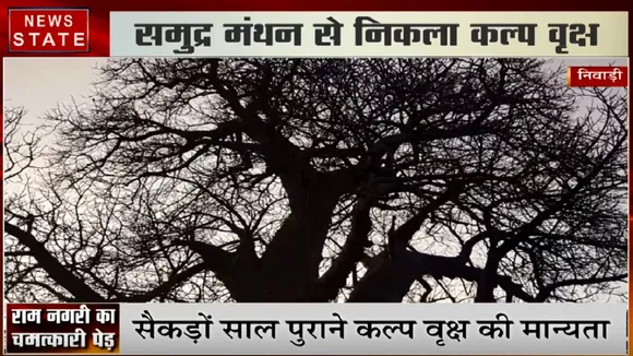 MP: निवाड़ी में मौजूद राम नगरी का चमत्कारी पेड़, सैकड़ों साल पुराने कल्प वृक्ष की मान्यता