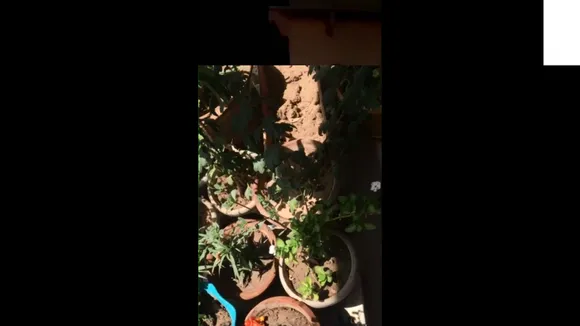 IReporter : घर में लगाएं पेड़ पौधे, जीवन हो जाएगा हरा भरा
