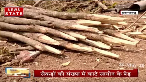 महाराजगंज: लॉकडाउन के बीच माफियाओं ने काट डाले सैकड़ों पेड़, वन विभाग रहा बेखबर