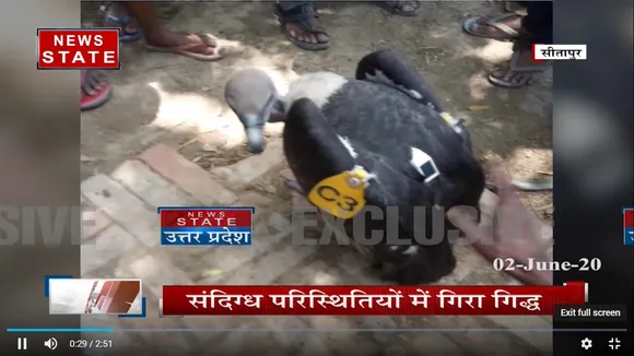 Sitapur Exclusive: सीतापुर में आया रहस्यमयी गिद्ध पीठ पर लगा था कैमरा