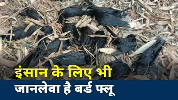 Bird Flu: ये हैं इंसान में बर्ड फ्लू के लक्षण, देखें स्पेशल रिपोर्ट
