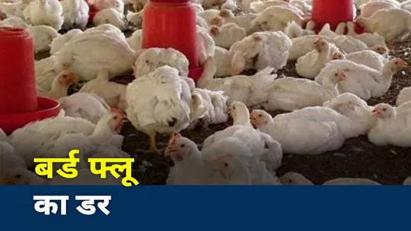Bird Flu: अंडा है कितना सुरक्षित, चिकन खाएं या नहीं , देखें रिपोर्ट