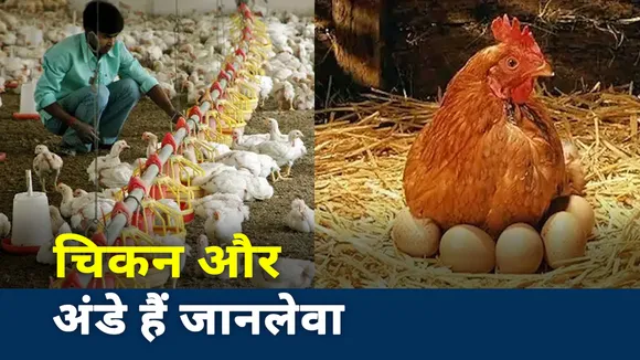 Bird Flu: ऐसे करें बर्ड फ्लू से अपना बचाव, नहीं तो पड़ सकता है भारी