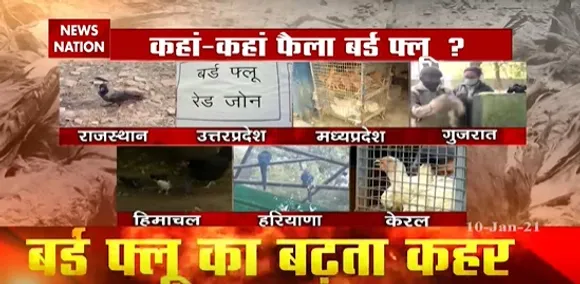 Bird Flu in India : देश में बर्ड फ्लू से दहशत, 24 घंटे में 1200 पक्षियों की मौत