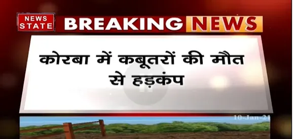 Bird Flu  : कोरबा में कबूतरों की मौत से हड़कंप, सूजरपुर में बर्ड फ्लू की दस्तक