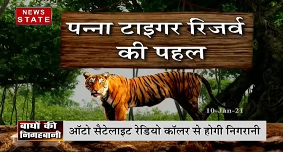 MP Panna Tiger Reserve : बांघों की निगहबानी करेगा प्रबंधन, 14 बाघों को पहनाया जाएगा रेडियो कॉलर