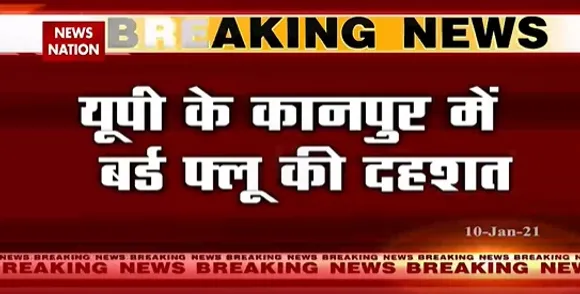 Bird Flu : यूपी के कानपुर में बर्ड फ्लू की दहशत, शहर की सभी चिकन और अंड की दुकानें होंगी बंद