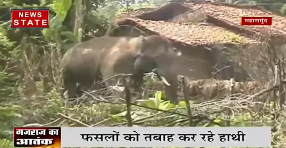 महासमुंद में हाथियों का आतंक, दहशत में जीने को मजबूर ग्रामीण | Elephant Video | News State MP CG