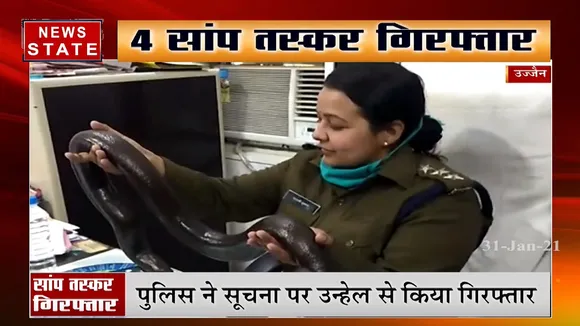 उज्जैन: 4 सांप तस्कर गिरफ्तार, बरामद सांप की कीमत करीब 2 करोड़