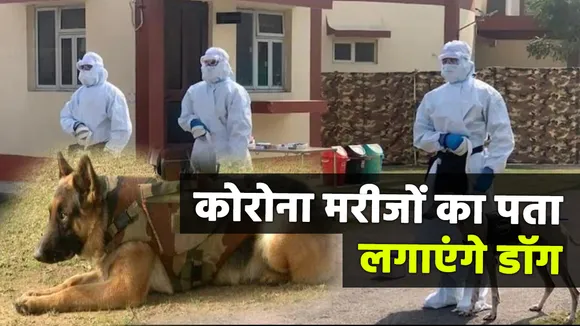 Coronavirus: अब कोरोना के मरीजों को सूंघ निकालेंगे DOG, सैंपल नहीं सूंघकर होगा टेस्ट