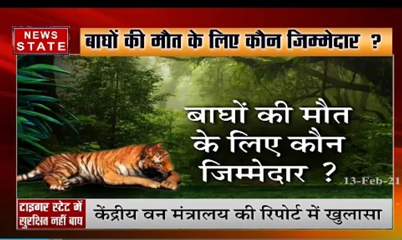 MP News : बाघों की मौत के लिए कौन जिम्मेदार ?