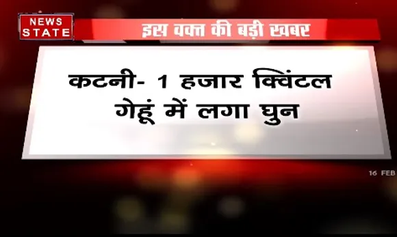 Breaking News : कटनी में 1 हजार क्विंटल गेहूं में लगा घुन, उबरा वेयरहाउस में रखा हुआ था गेहूं