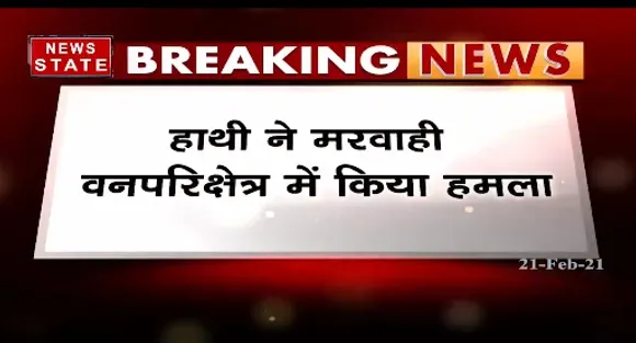 Breaking News : हाथी ने मरवाही वनपरिक्षेत्र में महिला और बच्चों पर किया हमला