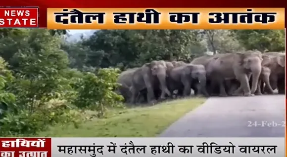 छत्तीसगढ़ से एमपी तक हाथियों की दहशत, सीधी में पिता और दो बच्चों को कुचला | News State MP CG