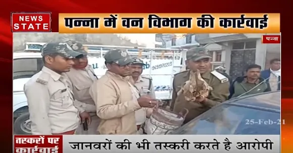 पन्ना में वन विभाग की कार्रवाई, सागौन तस्करों के घर छापेमारी