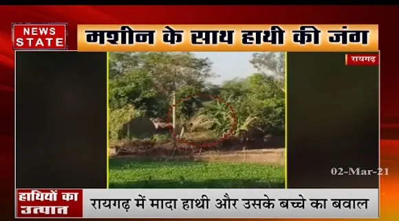 रायगढ़ में मादा हाथी और उसके बच्चे का बवाल, एक शख्स की ली जान | Latest News | News State MP