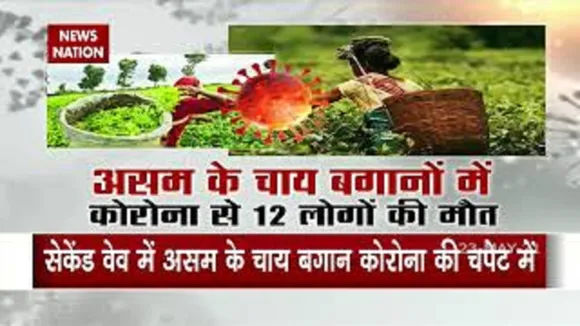 असम के चाय बागानों में कोरोना से 12 लोगों की मौत