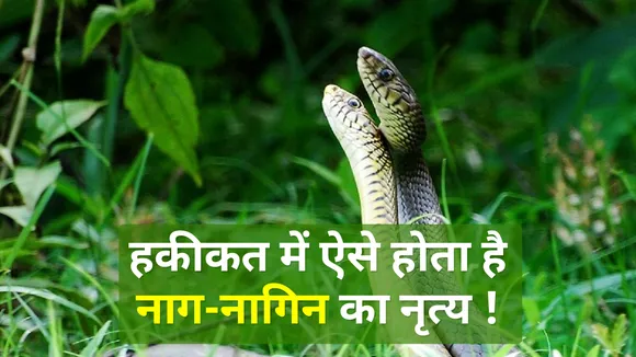 हकीकत में देखिए नाग-नागिन का अद्भुत नाच, कोई फिल्मी सीन नहीं